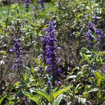 Salvia farinacea 'Fahrenheit Violet'