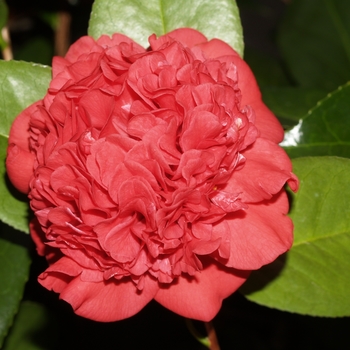 Camellia japonica 'Professor Sargent'