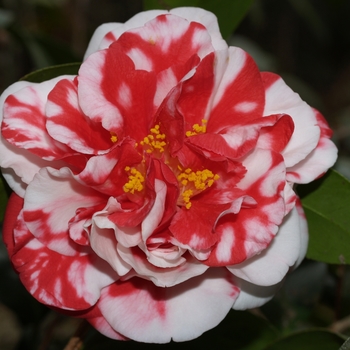 Camellia japonica 'Dixie Knight Supreme' 