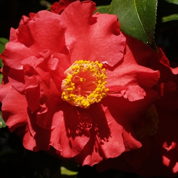 Camellia japonica 'Don Mac'