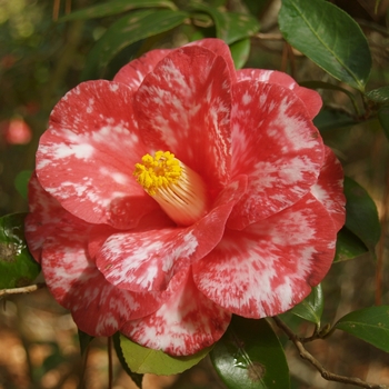 Camellia japonica 'Donckelarii' 
