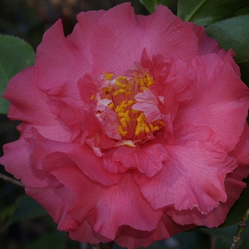Camellia japonica 'Elegan's Supreme' 