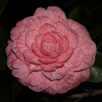 Camellia japonica 'Lindsey' 