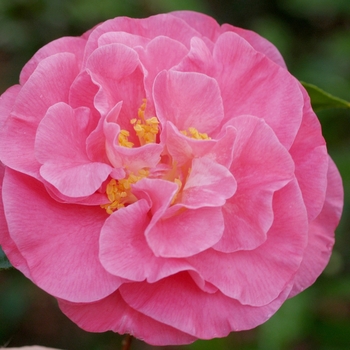 Camellia japonica 'Marie Bracey' 