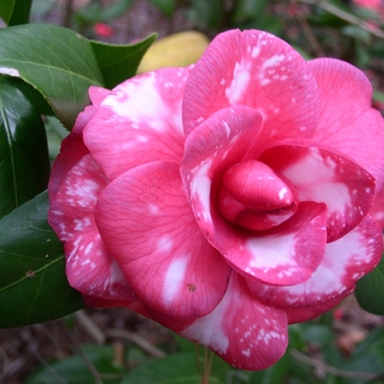Camellia japonica 'Mathotiana Variegated' 
