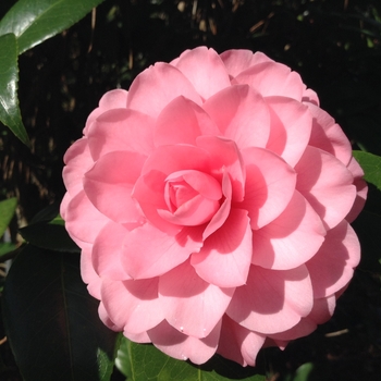 Camellia japonica 'Nancy Lynn' 