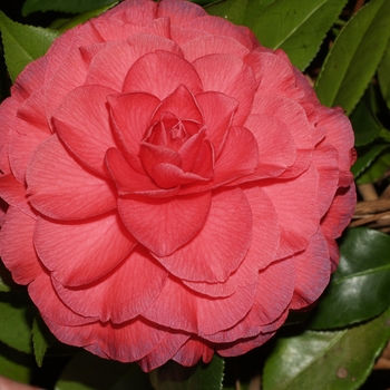 Camellia japonica 'Nuccio's Bella Rosa'