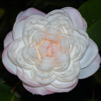 Camellia japonica 'October Affair' 