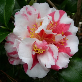 Camellia japonica 'Red Elephant' 