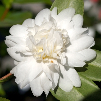 Camellia 'Snow Flurry' 