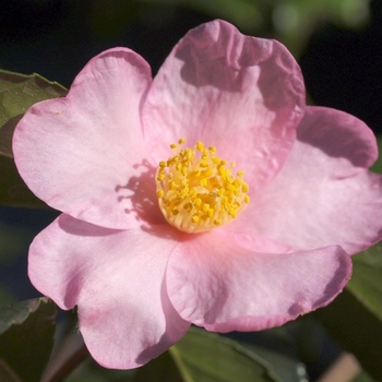 Camellia 'Ashton's Pride' 
