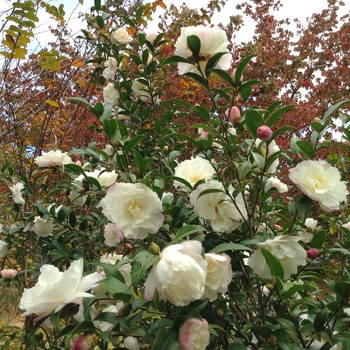 Camellia sasanqua 'Cecilia'