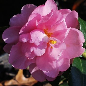 Camellia 'Winter's Interlude' 