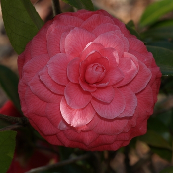 Camellia 'June Norman' 