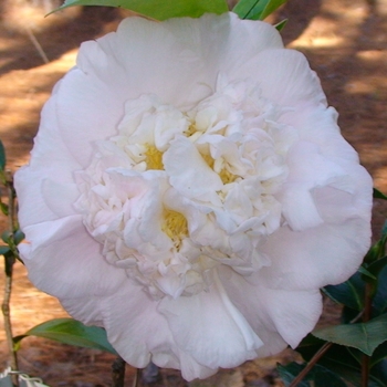 Camellia 'Kerry Elizabeth' 