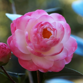 Camellia 'Spring Daze' 