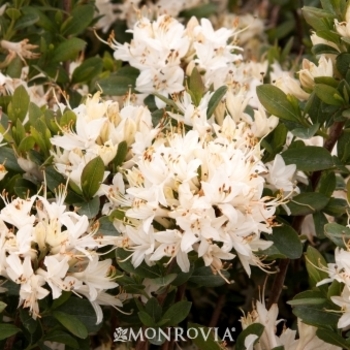 Rhododendron 'Fragrant Star' 