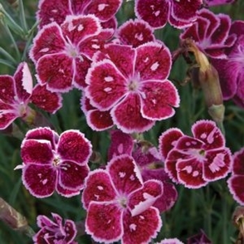 Dianthus 'Fire and Ice' 
