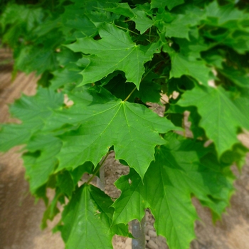 Acer platanoides 'Parkway®'