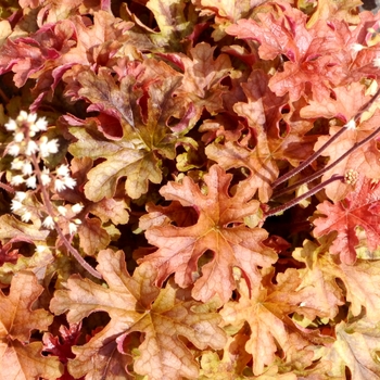 Heucherella Cascade™ 'Autumn'