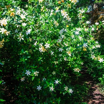 Gardenia jasminoides 'Athens Choice'