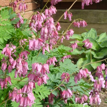 Dicentra 'Luxuriant' 