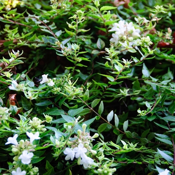 Abelia x grandiflora 'Sherwoodii'