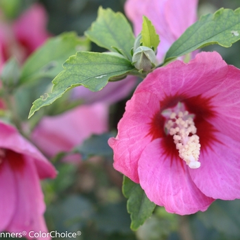 Hibiscus syriacus 'Lil' Kim® Red'