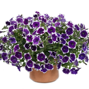 Petunia 'Rim Violet' 
