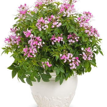 Cleome 'INCLENINRO' USPP27012, Can 5270