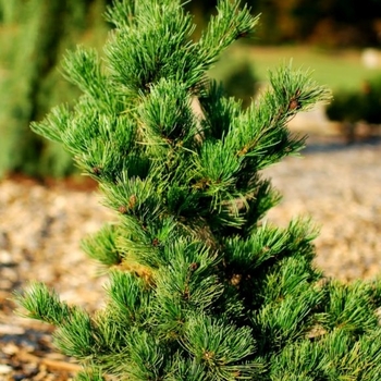 Pinus parviflora 'Ara-kawa' 