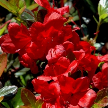 Rhododendron Harris hybrid 'Midnight Flare' 