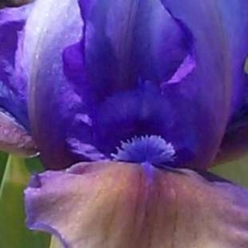 Iris germanica 'Blueberry Tart' 