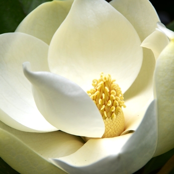 Magnolia grandiflora 'Victoria' 