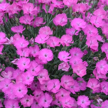 Dianthus 'Paint the Town Fuchsia' PP28636 Can PBRAF