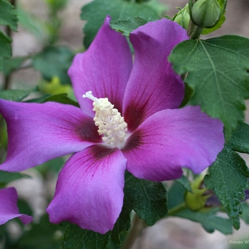 Hibiscus syriacus 'Purple Satin®'