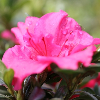 Rhododendron Bloom-A-Thon® 'Hot Pink'