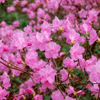 Rhododendron mucronulatum 'Cornell Pink' 