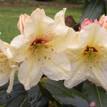 Rhododendron 'Solar Flare' QbackB PP27083