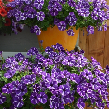 Petunia Cascadias™ 'Purple Gem'