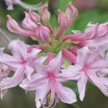 Rhododendron 'Camilla's Blush' 