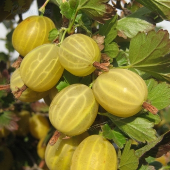 Ribes uva-crispa 'Hinnonmaki Yellow' 