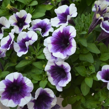 Petunia 'Purple Halo' 