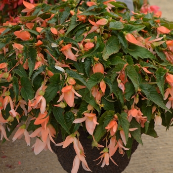 Begonia x tuberhybrida Summerwings® 'Apricot'