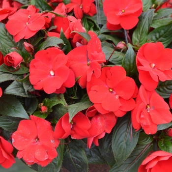 Impatiens hawkerii Paradise 'New Red'
