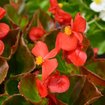 Begonia semperflorens 'Super Olympia Red'