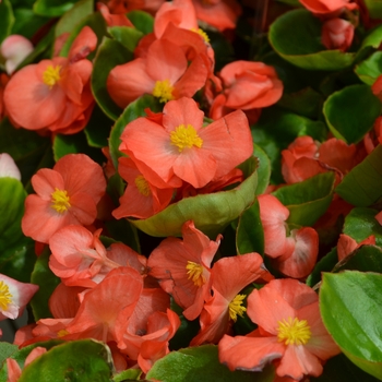 Begonia semperflorens 'Orange' 