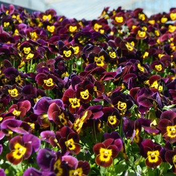 Viola cornuta 'Ruby Gold' 