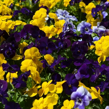 Viola cornuta Admire® 'California Mix'