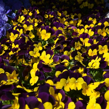 Viola cornuta 'Yellow Purple Wing' 